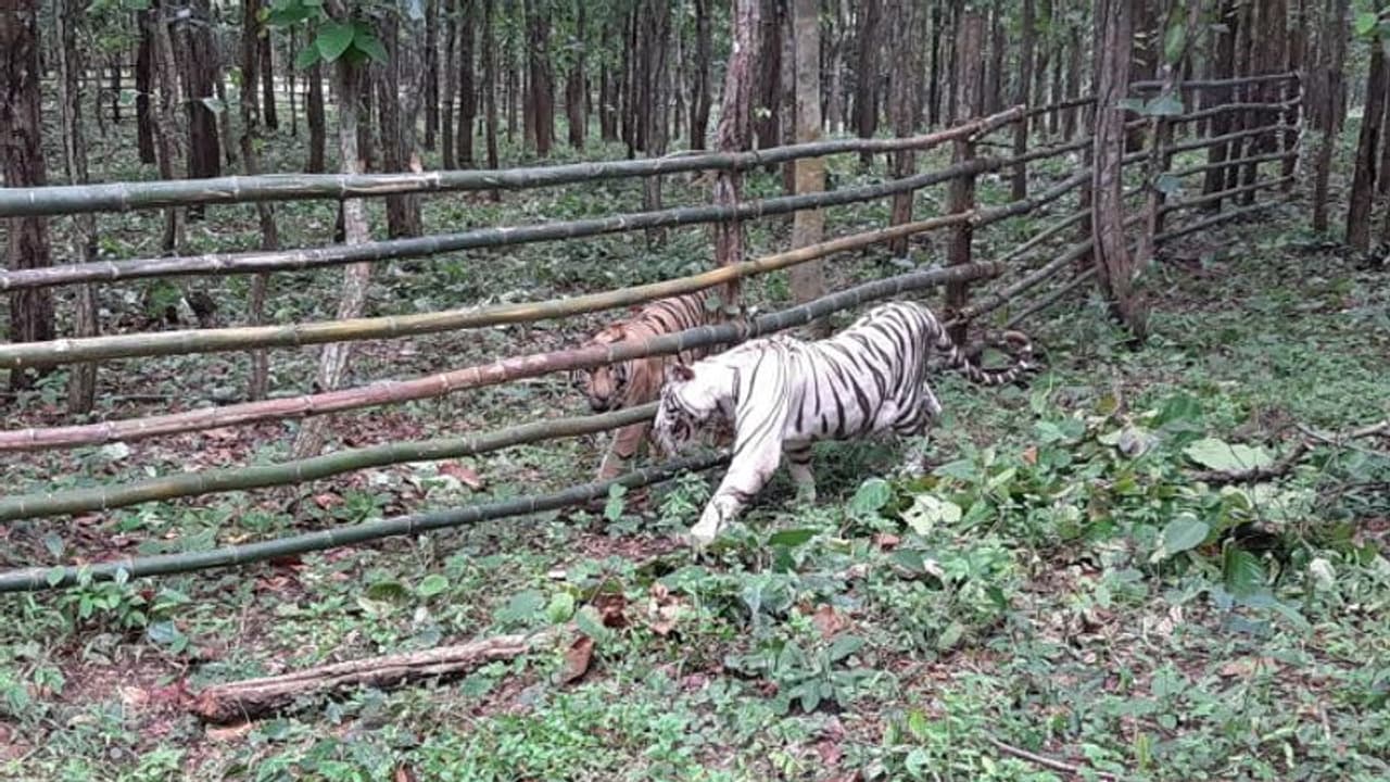 সামনে এল রিকা কিকা, পুজোর আগে আকর্ষণ বাড়ল বেঙ্গল সাফারি পার্কের সামনে এল রিকা কিকা, পুজোর আগে আকর্ষণ বাড়ল বেঙ্গল সাফারি পার্কের