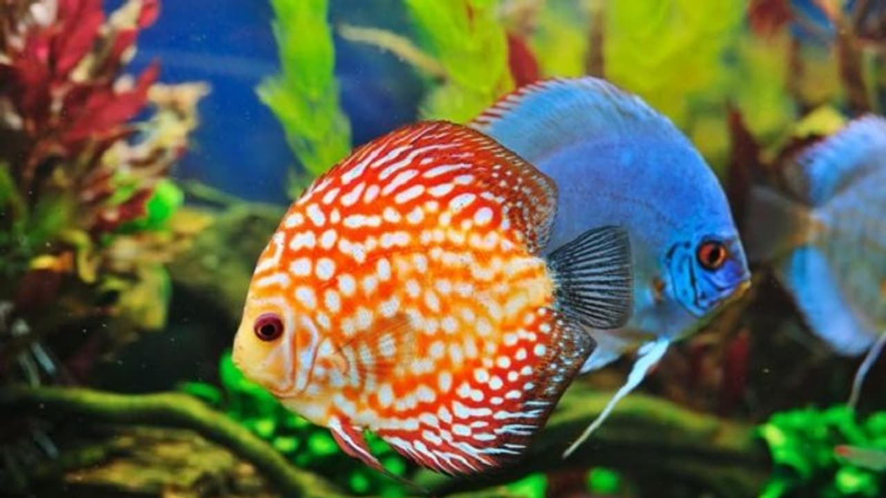 ಮೈಸೂರು: ಪ್ರವಾಸಿಗರ ಕಣ್ಮನ ಸೆಳೆಯುತ್ತಿದೆ ಮತ್ಸ್ಯಲೋಕ..!