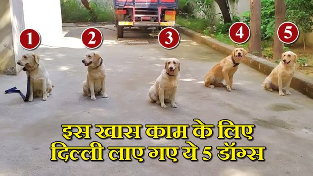 इन 5 डॉग्स को बीएसएफ ने दी है ट्रेनिंग, अब दिल्ली लाकर लिया जाएगा खास काम इन 5 डॉग्स को बीएसएफ ने दी है ट्रेनिंग, अब दिल्ली लाकर लिया जाएगा खास काम