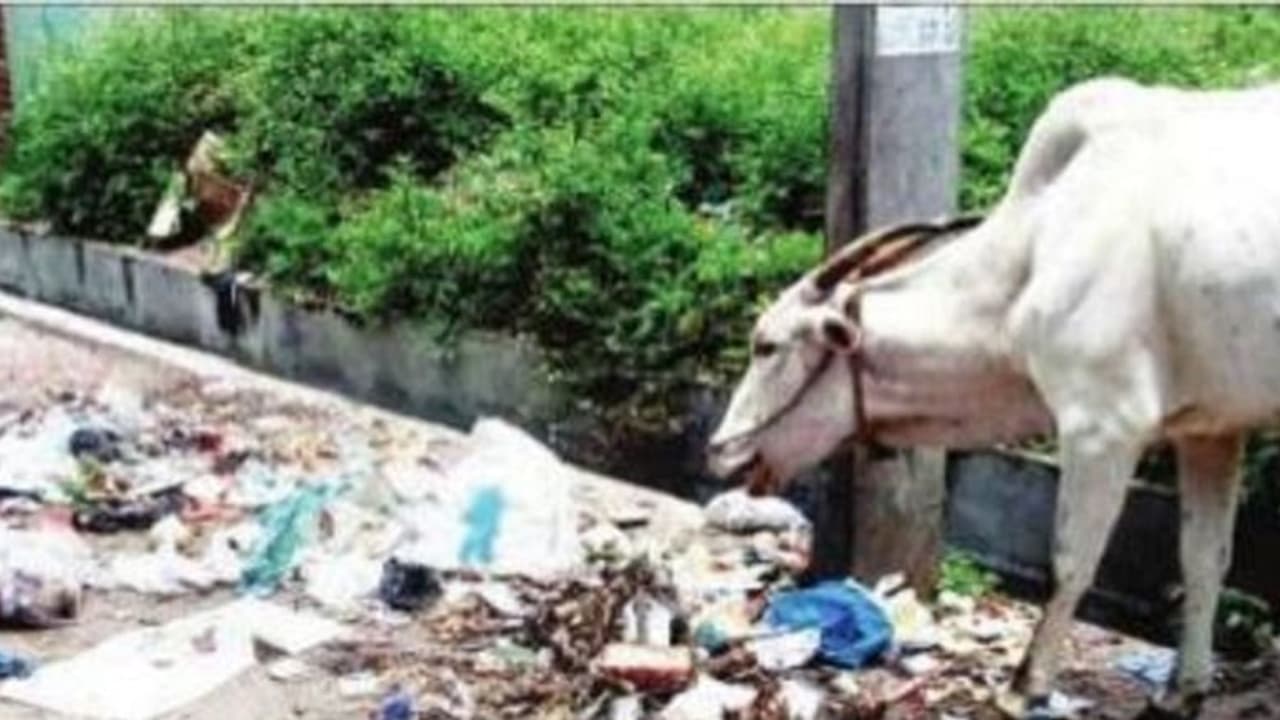ಪ್ಲಾಸ್ಟಿಕ್ ಮುಕ್ತ ಪಟ್ಟಣ ಫಲಕದಲ್ಲಿ ಮಾತ್ರ: ತ್ಯಾಜ್ಯವನ್ನೇ ಹೊದ್ದು ಮಲಗಿದೆ ಸರಗೂರು ಪ್ಲಾಸ್ಟಿಕ್ ಮುಕ್ತ ಪಟ್ಟಣ ಫಲಕದಲ್ಲಿ ಮಾತ್ರ: ತ್ಯಾಜ್ಯವನ್ನೇ ಹೊದ್ದು ಮಲಗಿದೆ ಸರಗೂರು