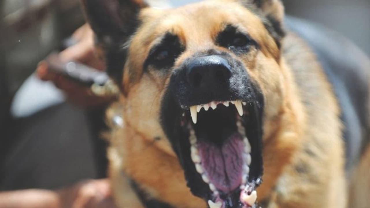 നായയുടെ കടിയേറ്റാല്‍ ആദ്യം ചെയ്യേണ്ടത് എന്ത്? നിങ്ങളറിഞ്ഞിരിക്കേണ്ട ചിലത്...