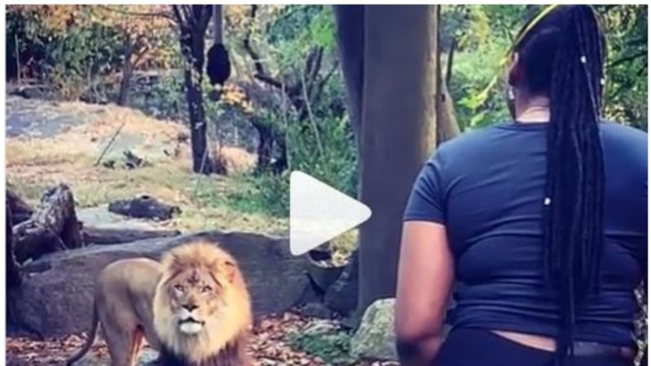 മൃഗശാലയിലെ സിംഹക്കൂട്ടില് കയറി സിംഹത്തിന് മുന്നില് നൃത്തം ചെയ്ത് യുവതി; വീഡിയോ കാണാം മൃഗശാലയിലെ സിംഹക്കൂട്ടില് കയറി സിംഹത്തിന് മുന്നില് നൃത്തം ചെയ്ത് യുവതി; വീഡിയോ കാണാം