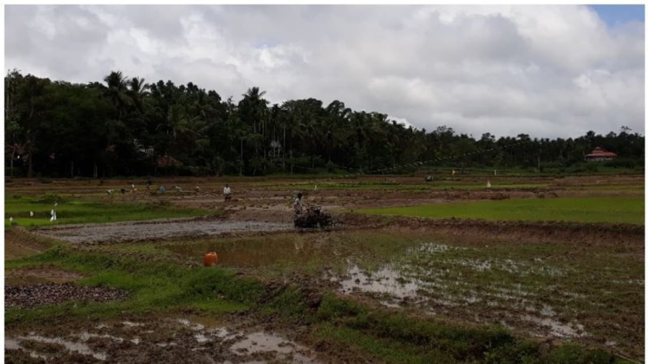 ഏക്കറിന് അയ്യായിരം രൂപ കൂലി; വയനാട്ടിലെ പാടങ്ങളില് 'ഞാറുനടാന്' അന്യസംസ്ഥാന തൊഴിലാളികള് ഏക്കറിന് അയ്യായിരം രൂപ കൂലി; വയനാട്ടിലെ പാടങ്ങളില് 'ഞാറുനടാന്' അന്യസംസ്ഥാന തൊഴിലാളികള്