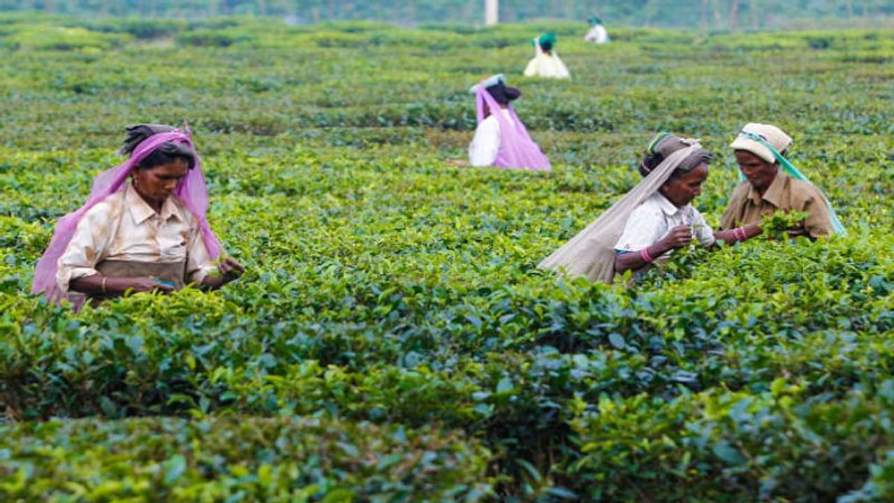 Dooars Tea garden closed before Puja