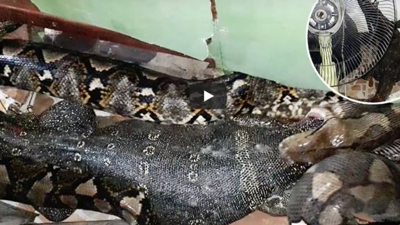 പെരുമ്പാമ്പിന്റെ വായിൽ നിന്ന് ചാടിപ്പോയത് വലിയൊരു ഉടുമ്പ് വീഡിയോ പെരുമ്പാമ്പിന്റെ വായിൽ നിന്ന് ചാടിപ്പോയത് വലിയൊരു ഉടുമ്പ് വീഡിയോ