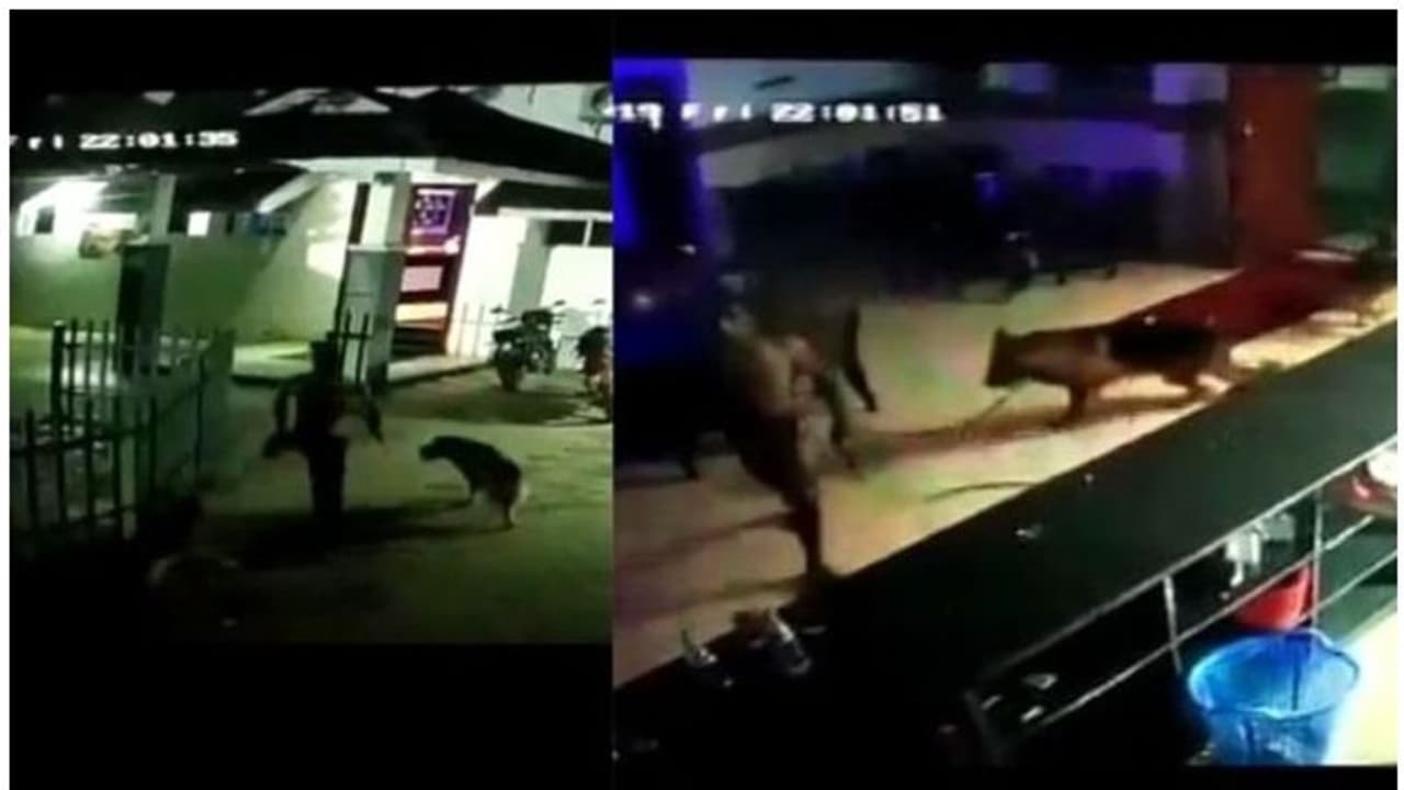 തൃശ്ശൂരിൽ നായകളുമായെത്തി ബാർ അടിച്ചുതകർത്ത സംഭവം; പ്രതികൾ അറസ്റ്റിൽ തൃശ്ശൂരിൽ നായകളുമായെത്തി ബാർ അടിച്ചുതകർത്ത സംഭവം; പ്രതികൾ അറസ്റ്റിൽ