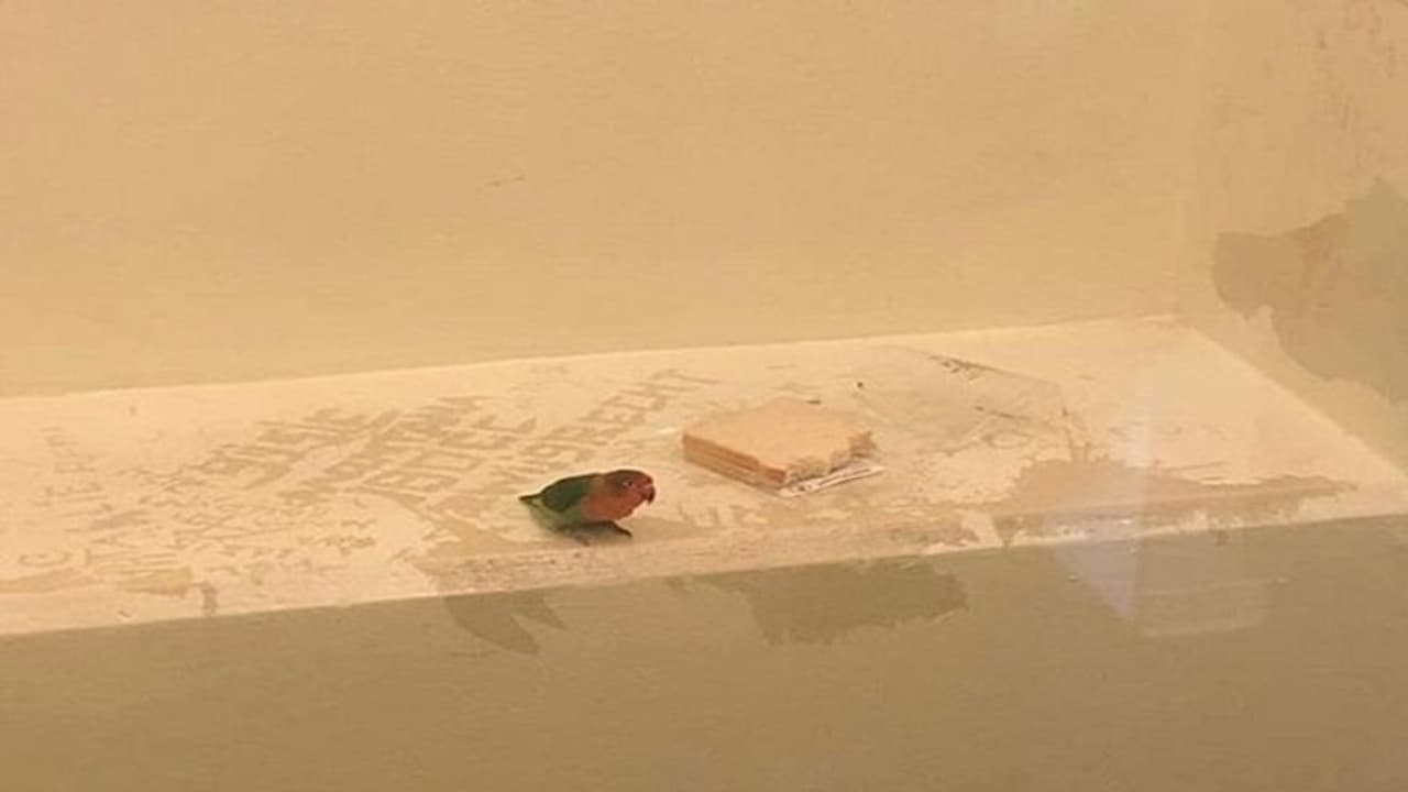 चोरी के इल्जाम में पकड़ा गया तोता, जेल में हुई ऐसी खातिरदारी चोरी के इल्जाम में पकड़ा गया तोता, जेल में हुई ऐसी खातिरदारी