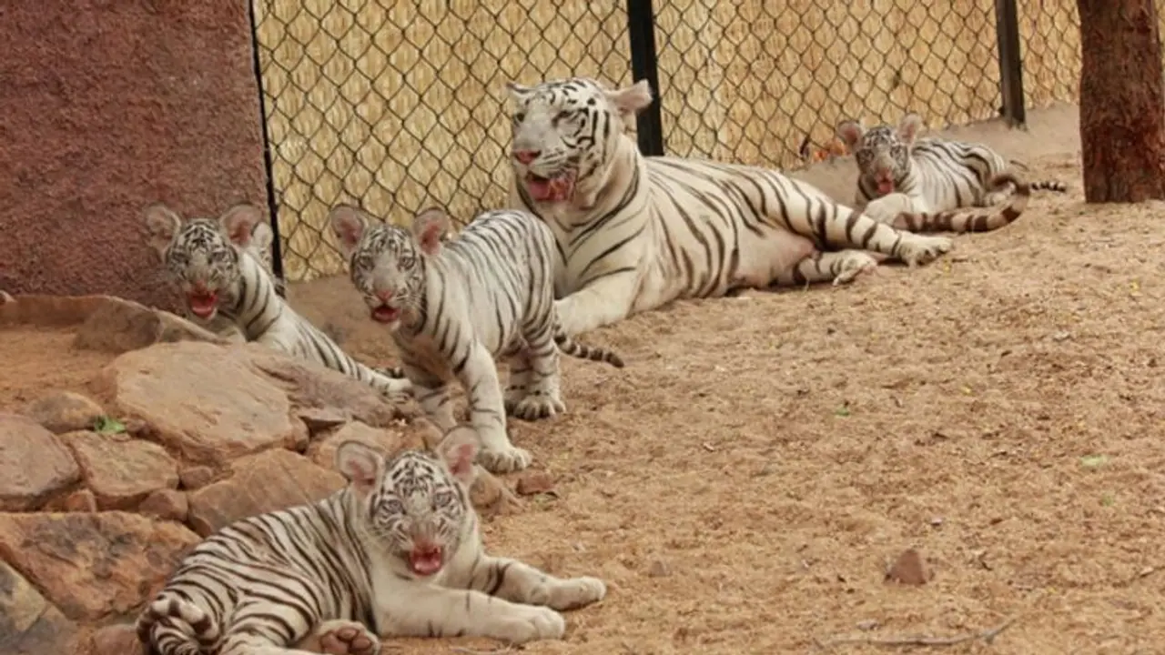 ఎస్వీ జూలో ప్రసవించిన పులి: పులి పిల్లలకు జగన్, విజయగా నామకరణం