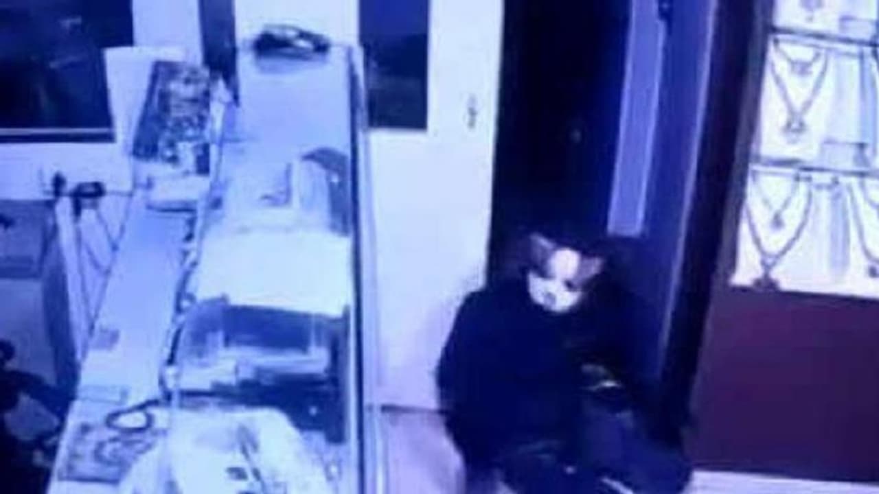 गहनों के शोरूम में 'बिल्लियों' ने डाली डकैती, ले भागीं 13 करोड़ का माल गहनों के शोरूम में 'बिल्लियों' ने डाली डकैती, ले भागीं 13 करोड़ का माल