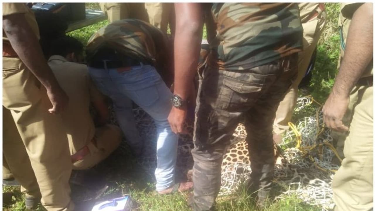 വയനാട്ടിലെ ഇരുളത്ത് ജനവാസ മേഖലയിൽ ഇറങ്ങിയ പുലിയെ പിടികൂടി