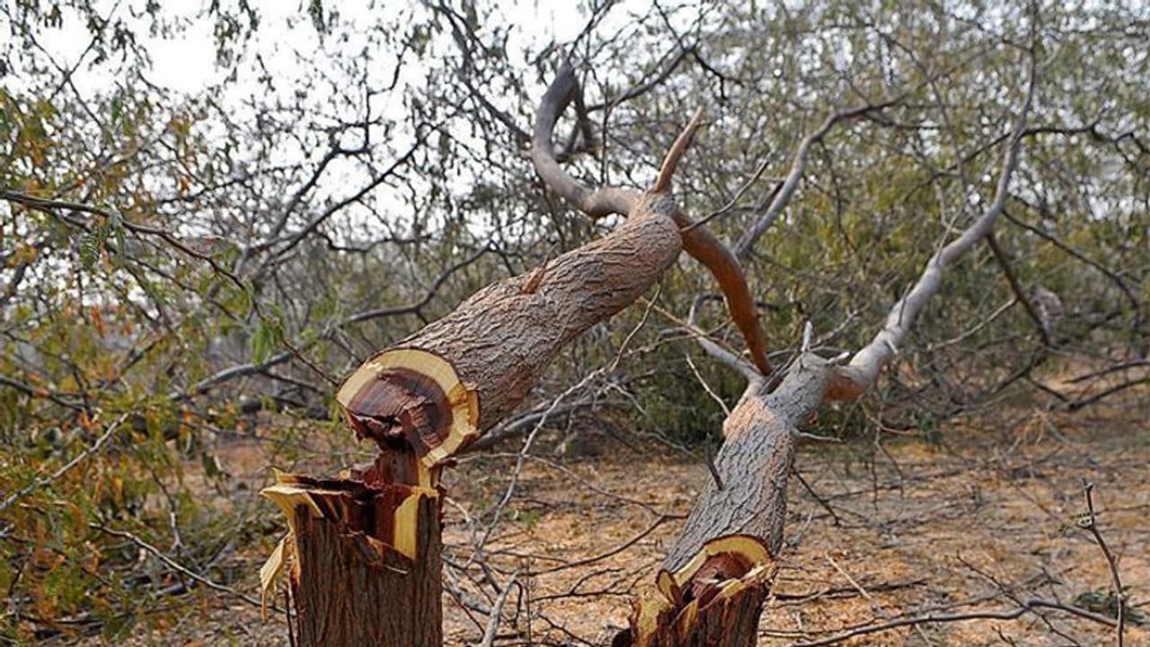 Aarey Colony protest: Shiv Sena leader Priyanka Chaturvedi 'forcibly detained' by Mumbai Police, secion 144 imposed Aarey Colony protest: Shiv Sena leader Priyanka Chaturvedi 'forcibly detained' by Mumbai Police, secion 144 imposed