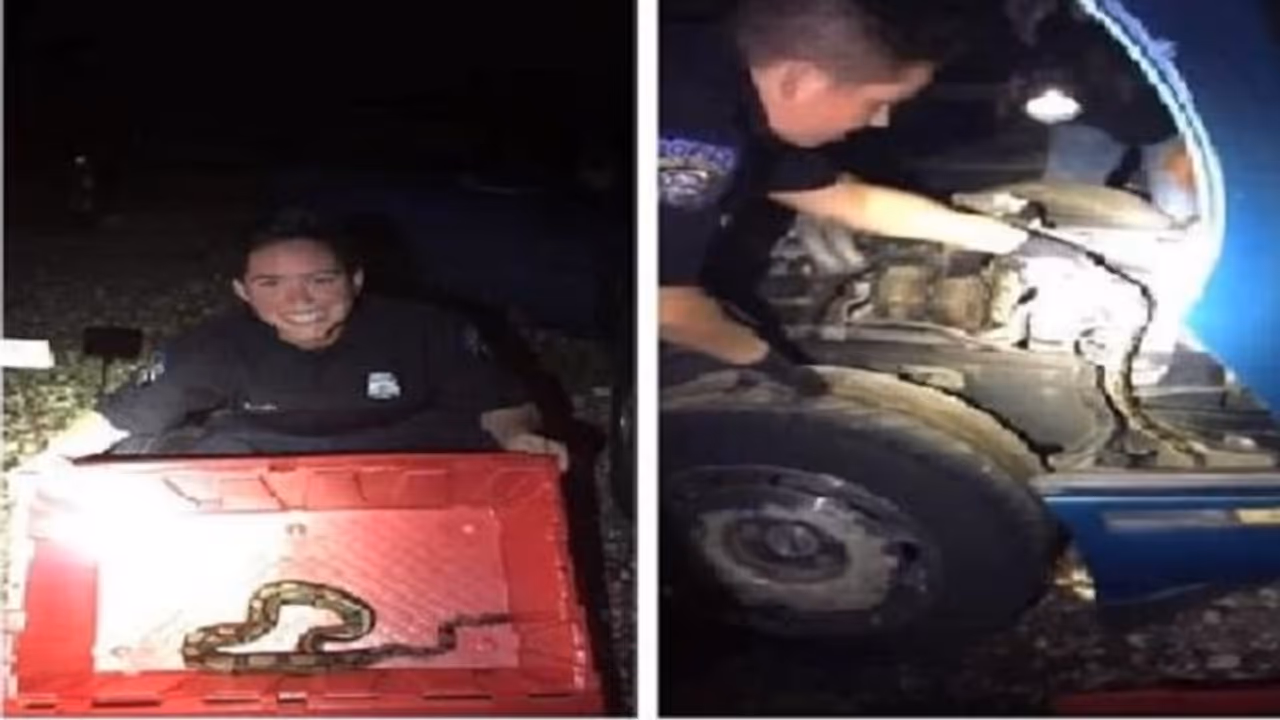 कार से आ रही थी अजीबोगरीब आवाजें, लेकिन इंजन की खराबी नहीं खौफनाक थी वजह कार से आ रही थी अजीबोगरीब आवाजें, लेकिन इंजन की खराबी नहीं खौफनाक थी वजह