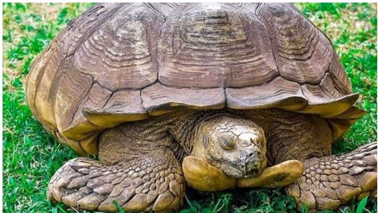 ആഫ്രിക്കയിലെ പ്രായം കൂടിയ ആമ 'അലഗ്ബ' ഇനിയില്ല ആഫ്രിക്കയിലെ പ്രായം കൂടിയ ആമ 'അലഗ്ബ' ഇനിയില്ല