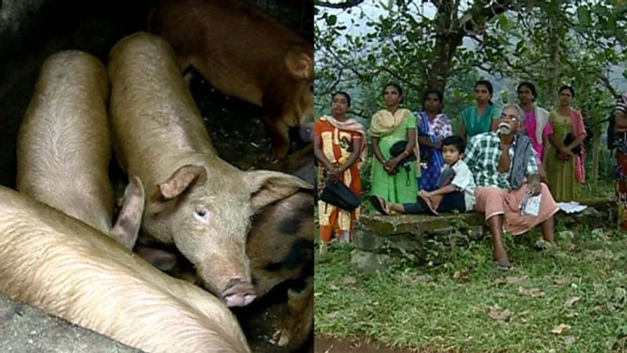 പട്ടയക്കുടിയിലെ പന്നി ഫാമിനെതിരെ ആരോപണം, ഫാം പൂട്ടണമെന്ന് ആവശ്യം പട്ടയക്കുടിയിലെ പന്നി ഫാമിനെതിരെ ആരോപണം, ഫാം പൂട്ടണമെന്ന് ആവശ്യം