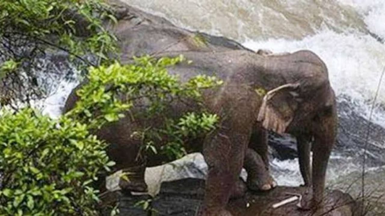 யானைகளுக்குள் நடந்த பாசப்போராட்டத்தில் அருவியில் இருந்து விழுந்து 6 யானைகள் பலி யானைகளுக்குள் நடந்த பாசப்போராட்டத்தில் அருவியில் இருந்து விழுந்து 6 யானைகள் பலி