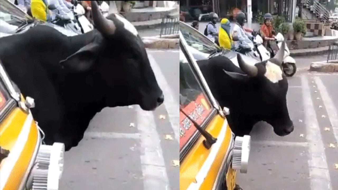 ఈ వింత చూశారా... జంతువులు కూడా ట్రాఫిక్ రూల్స్ పాటిస్తున్నాయి ఈ వింత చూశారా... జంతువులు కూడా ట్రాఫిక్ రూల్స్ పాటిస్తున్నాయి