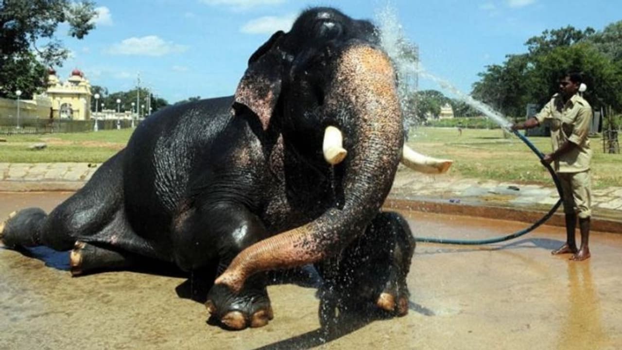 ಸತತ 8ನೇ ಬಾರಿ ಅರ್ಜುನ ಮೇಲೆ ಚಿನ್ನದ ಅಂಬಾರಿ ಸತತ 8ನೇ ಬಾರಿ ಅರ್ಜುನ ಮೇಲೆ ಚಿನ್ನದ ಅಂಬಾರಿ