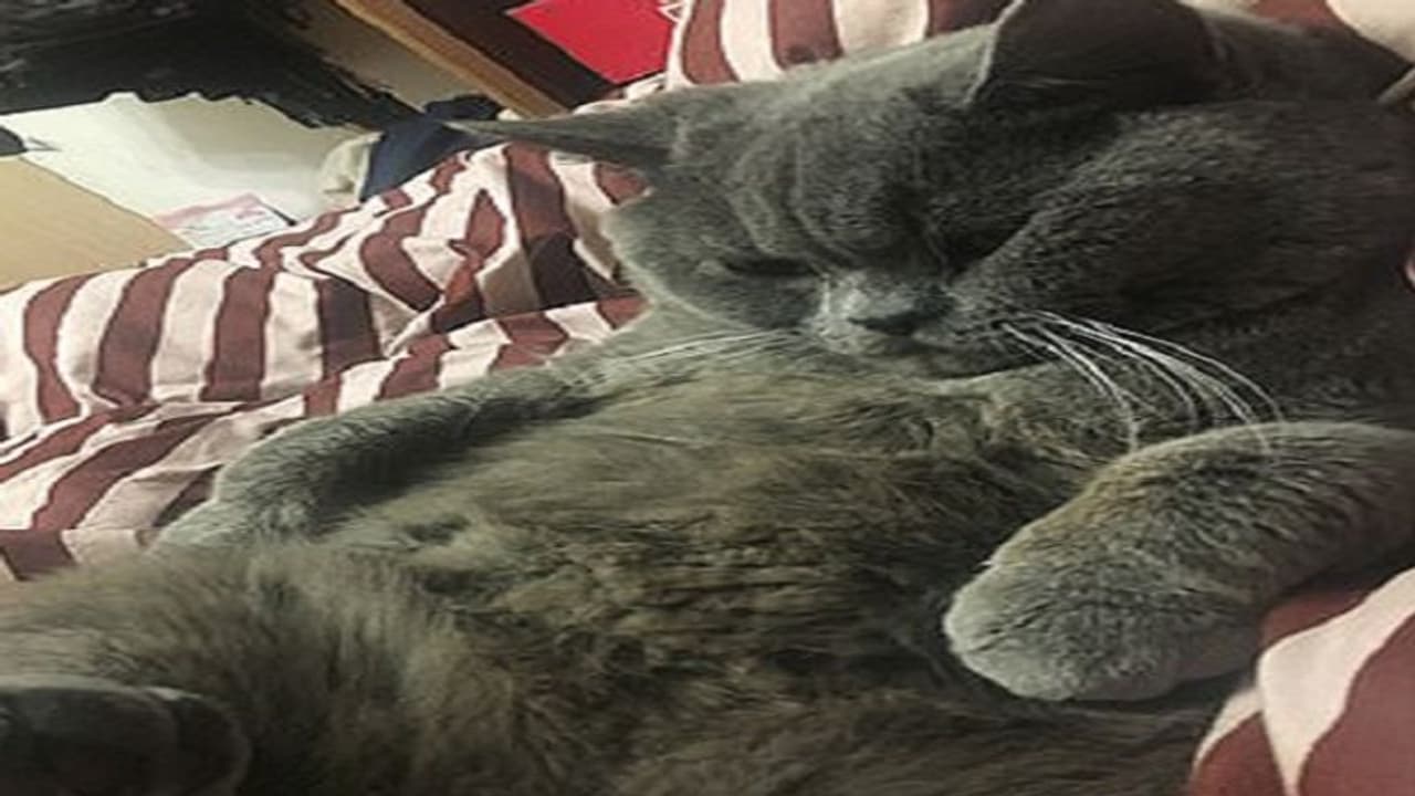 एक रात में 5 बिल्लियों के साथ रोमांस पड़ा बिल्ले को महंगा, अस्पताल में इस हाल में हुआ भर्ती एक रात में 5 बिल्लियों के साथ रोमांस पड़ा बिल्ले को महंगा, अस्पताल में इस हाल में हुआ भर्ती