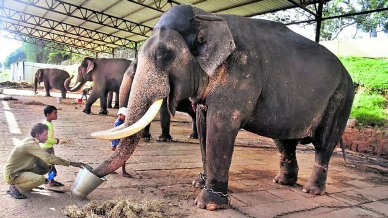 ಜಂಬೂ ಸವಾರಿಗೆ ಕ್ಷಣಗಣನೆ : ಆನೆಗಳ ತೂಕ ಮಾಡಿದ ಆಡಳಿತ ಮಂಡಳಿ ಜಂಬೂ ಸವಾರಿಗೆ ಕ್ಷಣಗಣನೆ : ಆನೆಗಳ ತೂಕ ಮಾಡಿದ ಆಡಳಿತ ಮಂಡಳಿ