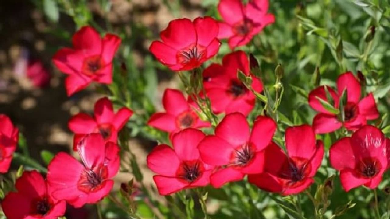 ಕುಬ್ಜಗಿಡಗಳೂ ಸಾರುತ್ತಿವೆ ಬಸವಣ್ಣನವರ ಸಂದೇಶ..!