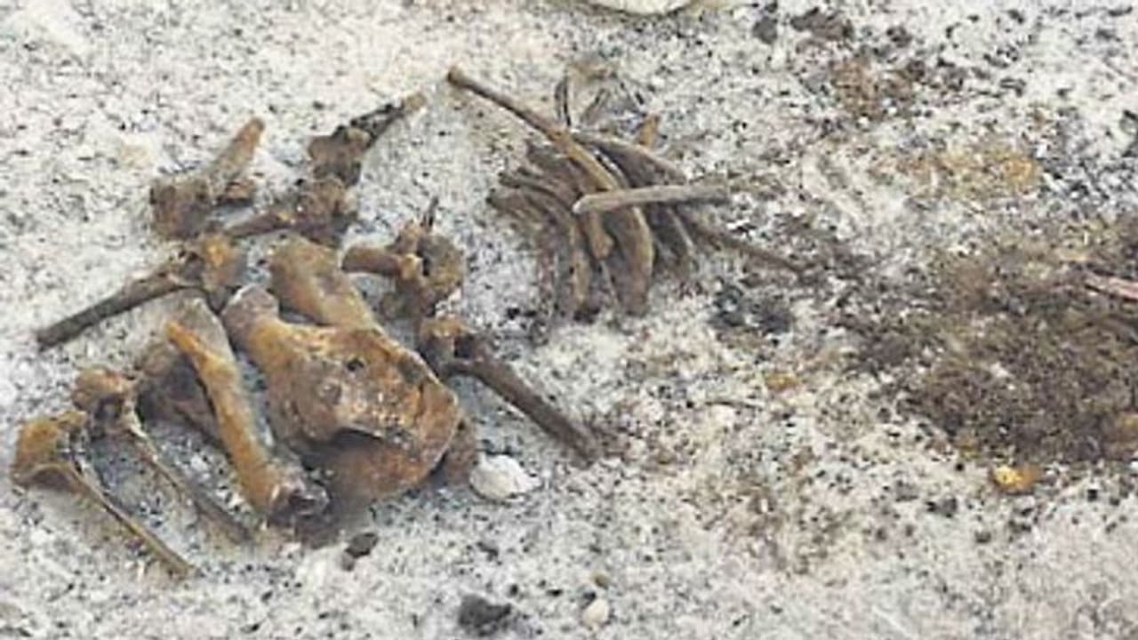 8 साल बाद बस्ती के नीचे से निकलीं 27 हडि्डयां, सामने आया खौफनाक इतिहास 8 साल बाद बस्ती के नीचे से निकलीं 27 हडि्डयां, सामने आया खौफनाक इतिहास