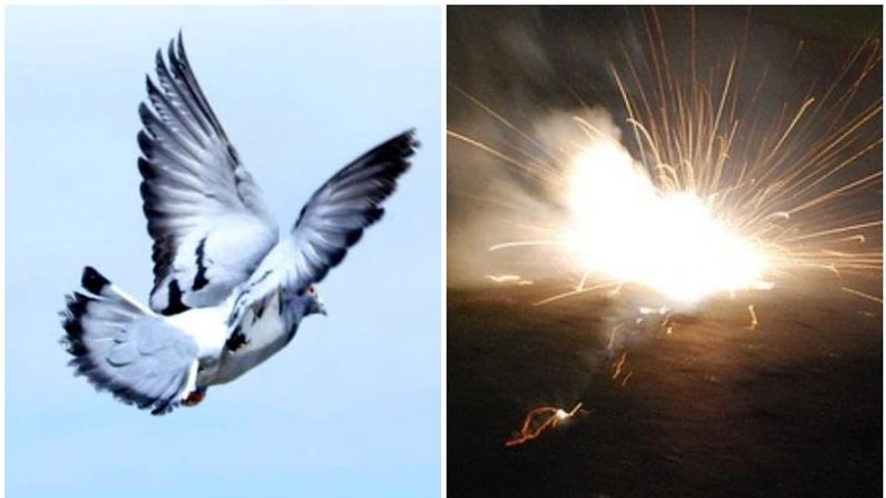 നേതാവിനെ സ്വീകരിക്കാന് ചിറകില് പടക്കം കെട്ടി അണികളുടെ ക്രൂരത, കത്തിയെരിഞ്ഞത് രണ്ട് പ്രാവുകള് നേതാവിനെ സ്വീകരിക്കാന് ചിറകില് പടക്കം കെട്ടി അണികളുടെ ക്രൂരത, കത്തിയെരിഞ്ഞത് രണ്ട് പ്രാവുകള്