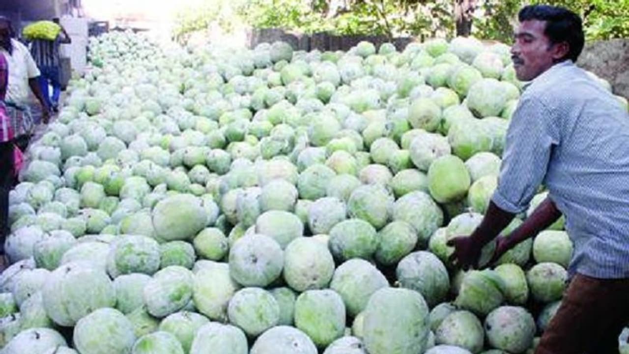 ಚಿಕ್ಕಬಳ್ಳಾಪುರ: ವಿಜಯದಶಮಿ ಹಬ್ಬಕ್ಕೆ ಬೆಲೆ ಏರಿಕೆ ಬಿಸಿ ಚಿಕ್ಕಬಳ್ಳಾಪುರ: ವಿಜಯದಶಮಿ ಹಬ್ಬಕ್ಕೆ ಬೆಲೆ ಏರಿಕೆ ಬಿಸಿ