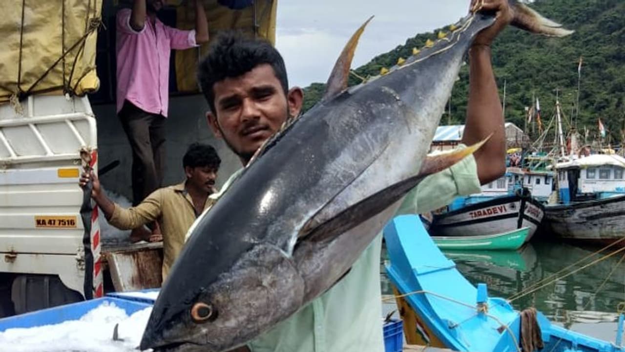 ಕಾರವಾರದಲ್ಲಿ ಬೃಹತ್ ಮೀನು ಬಲೆಗೆ ಕಾರವಾರದಲ್ಲಿ ಬೃಹತ್ ಮೀನು ಬಲೆಗೆ