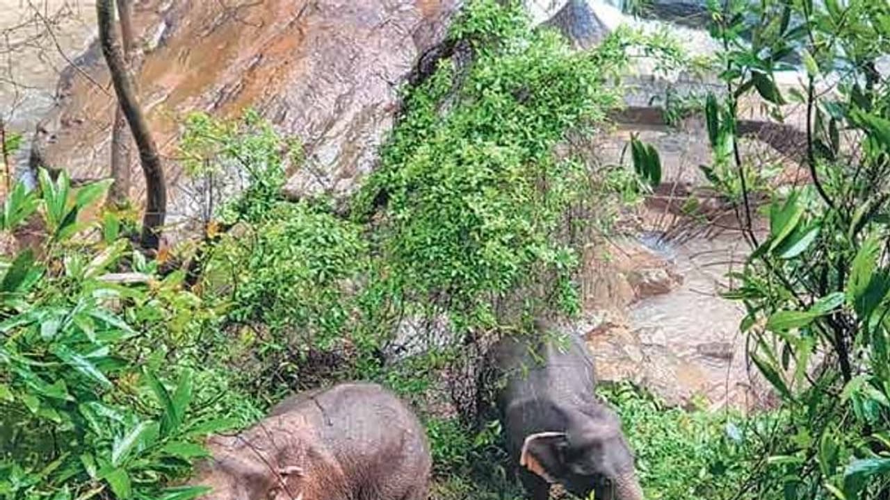 ஒரே நேரத்தில், 6 யானைகள் நீரில் மூழ்கி பலி...!! குட்டியானையை காப்பாற்றச் சென்று பரிதாபம்...!! ஒரே நேரத்தில், 6 யானைகள் நீரில் மூழ்கி பலி...!! குட்டியானையை காப்பாற்றச் சென்று பரிதாபம்...!!