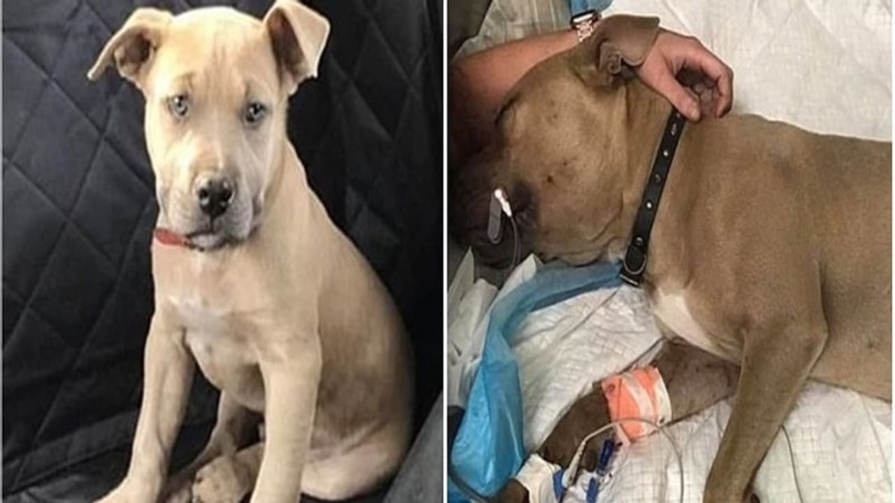 2 और 4 साल के बच्चों को काटने जा रहा था सांप, तभी बीच में आ गया कुत्ता 2 और 4 साल के बच्चों को काटने जा रहा था सांप, तभी बीच में आ गया कुत्ता