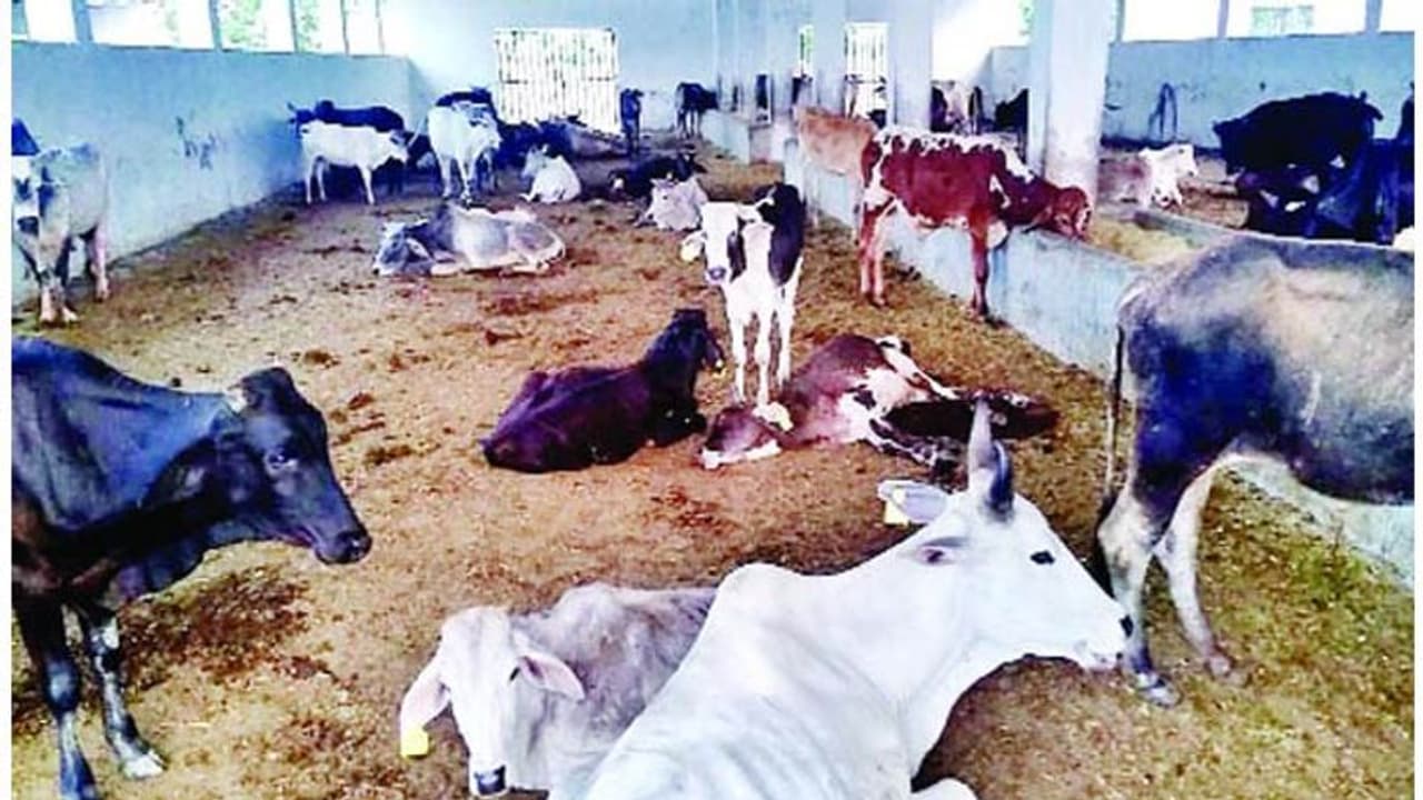 Rain Effect in Karnataka: ಹಣವಿಲ್ಲದೆ ಮೇವಿನ ಬೀಜದ ಕಿಟ್ಗಳಿಗೆ ಬರ Rain Effect in Karnataka: ಹಣವಿಲ್ಲದೆ ಮೇವಿನ ಬೀಜದ ಕಿಟ್ಗಳಿಗೆ ಬರ