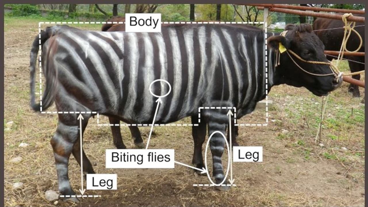 പശുവിന്റെ ദേഹത്ത് സീബ്ര ലെയിന് വരച്ചാല് പ്രാണികളെ അകറ്റാം പഠനം പശുവിന്റെ ദേഹത്ത് സീബ്ര ലെയിന് വരച്ചാല് പ്രാണികളെ അകറ്റാം പഠനം