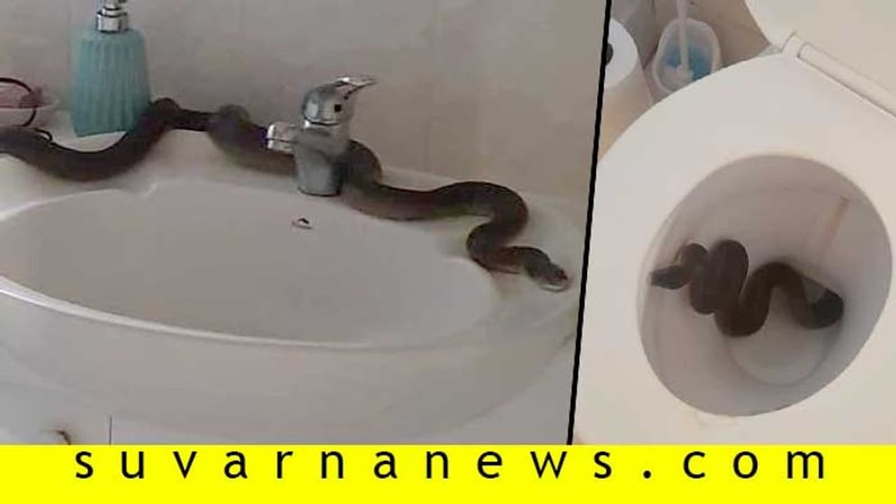 ಕಮೋಡ್ನಲ್ಲಿ ಎರಡೆರಡು ಹೆಬ್ಬಾವು, ಕಂಡವಳ ಸ್ಥಿತಿ ಏನಾಗಿರ್ಬೇಡ! ಕಮೋಡ್ನಲ್ಲಿ ಎರಡೆರಡು ಹೆಬ್ಬಾವು, ಕಂಡವಳ ಸ್ಥಿತಿ ಏನಾಗಿರ್ಬೇಡ!