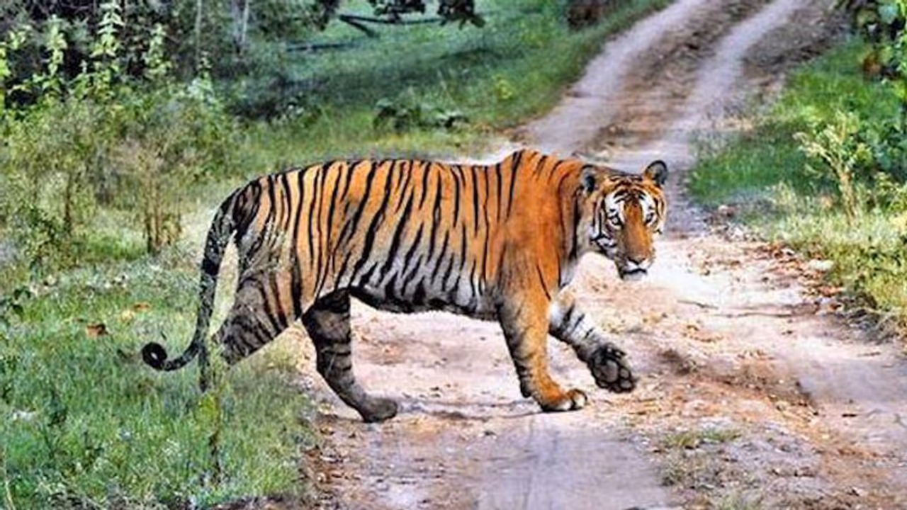 ಮೇಯುತ್ತಿದ್ದಾಗಲೇ ಹುಲಿ ದಾಳಿ: ಅಸುನೀಗಿದ ಹಸು