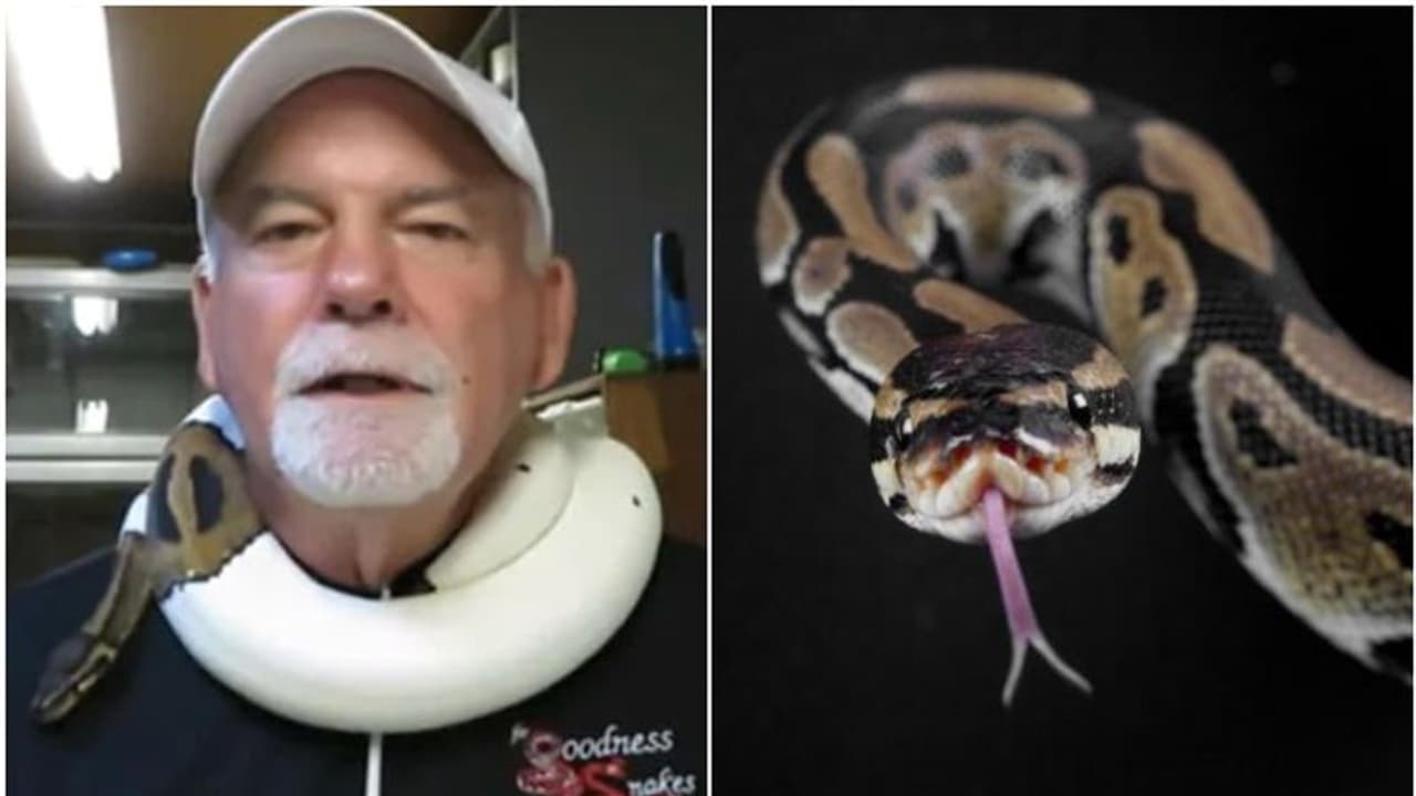 മോഷ്ടാക്കള് ബാഗുമായി മുങ്ങി; ബാഗിലുള്ളത് പാമ്പുകളെന്ന് ഉടമസ്ഥന് മോഷ്ടാക്കള് ബാഗുമായി മുങ്ങി; ബാഗിലുള്ളത് പാമ്പുകളെന്ന് ഉടമസ്ഥന്