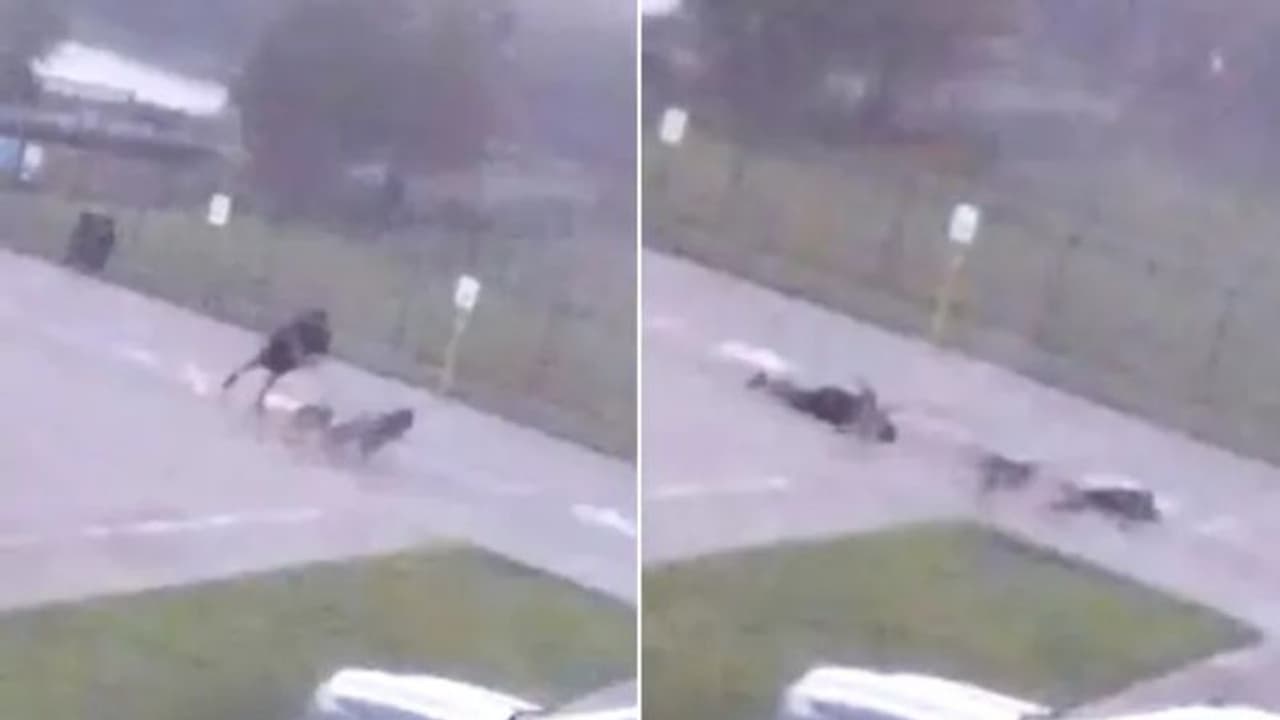 തെരുവിലൂടെ നടന്നുപോകുന്നയാള്ക്ക് മിന്നലേറ്റു, പിന്നീട് സംഭവിച്ചത്... തെരുവിലൂടെ നടന്നുപോകുന്നയാള്ക്ക് മിന്നലേറ്റു, പിന്നീട് സംഭവിച്ചത്...