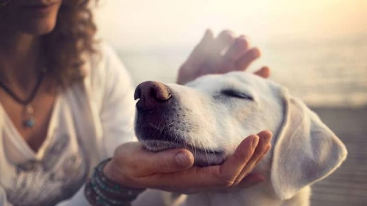 పెంపుడు కుక్క దూరమయ్యిందని.... యువతి ఆత్మహత్య పెంపుడు కుక్క దూరమయ్యిందని.... యువతి ఆత్మహత్య