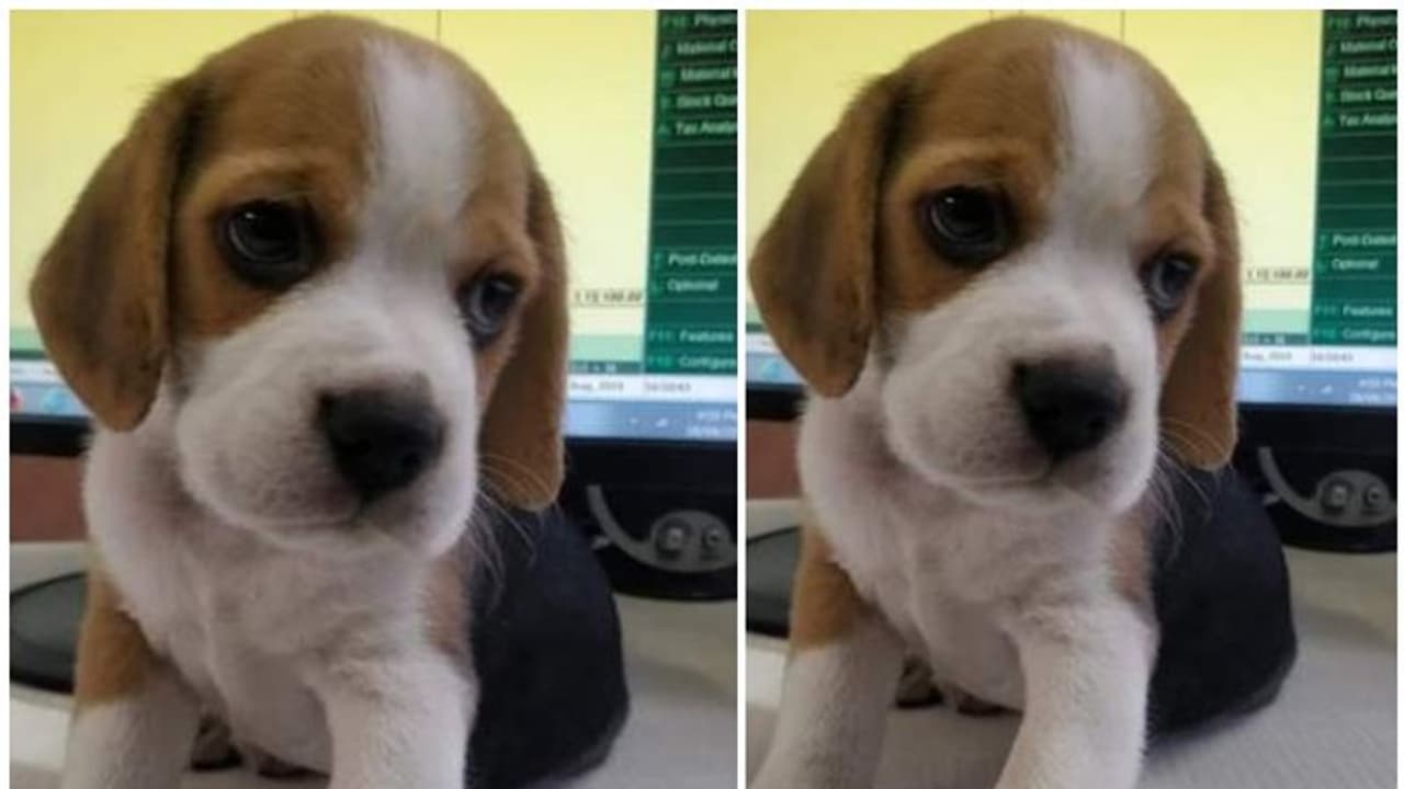 ഭക്ഷണം കൊടുക്കാനെത്തി; വീട്ടിലെ നായക്കുട്ടിയുമായി സൊമാറ്റോ ഡെലിവറി ബോയി 'മുങ്ങി' ഭക്ഷണം കൊടുക്കാനെത്തി; വീട്ടിലെ നായക്കുട്ടിയുമായി സൊമാറ്റോ ഡെലിവറി ബോയി 'മുങ്ങി'