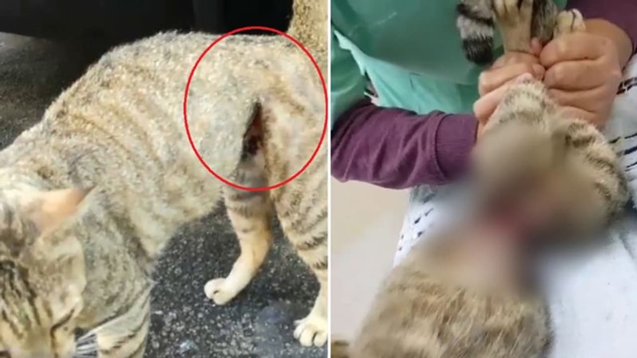 मस्ती के लिए बिल्ली से की क्रूरता, लोहे की तार से बांध किया खौफनाक काम मस्ती के लिए बिल्ली से की क्रूरता, लोहे की तार से बांध किया खौफनाक काम