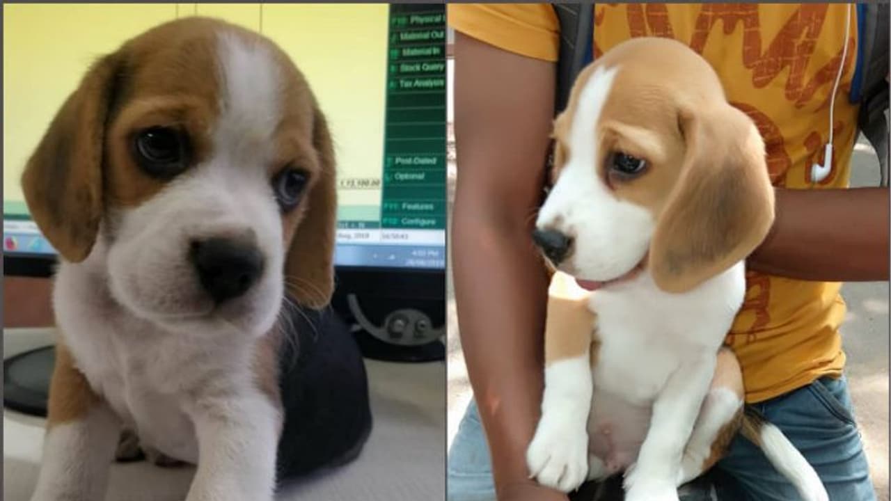 অপহরণকাণ্ডে নাম জড়াল জোমাটোর, কুকুর চুরি করে পলাতক ডেলিভারি বয় অপহরণকাণ্ডে নাম জড়াল জোমাটোর, কুকুর চুরি করে পলাতক ডেলিভারি বয়