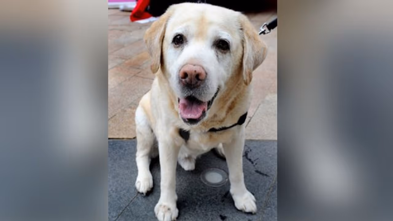 ಮಾಲೀಕನ ಜೊತೆ ನಾಯಿಯನ್ನು ಅರೆಸ್ಟ್ ಮಾಡಿದ ಪೊಲೀಸ್; ಕಾರಣ ಕೊರೋನಾ ರೂಲ್ಸ್! ಮಾಲೀಕನ ಜೊತೆ ನಾಯಿಯನ್ನು ಅರೆಸ್ಟ್ ಮಾಡಿದ ಪೊಲೀಸ್; ಕಾರಣ ಕೊರೋನಾ ರೂಲ್ಸ್!