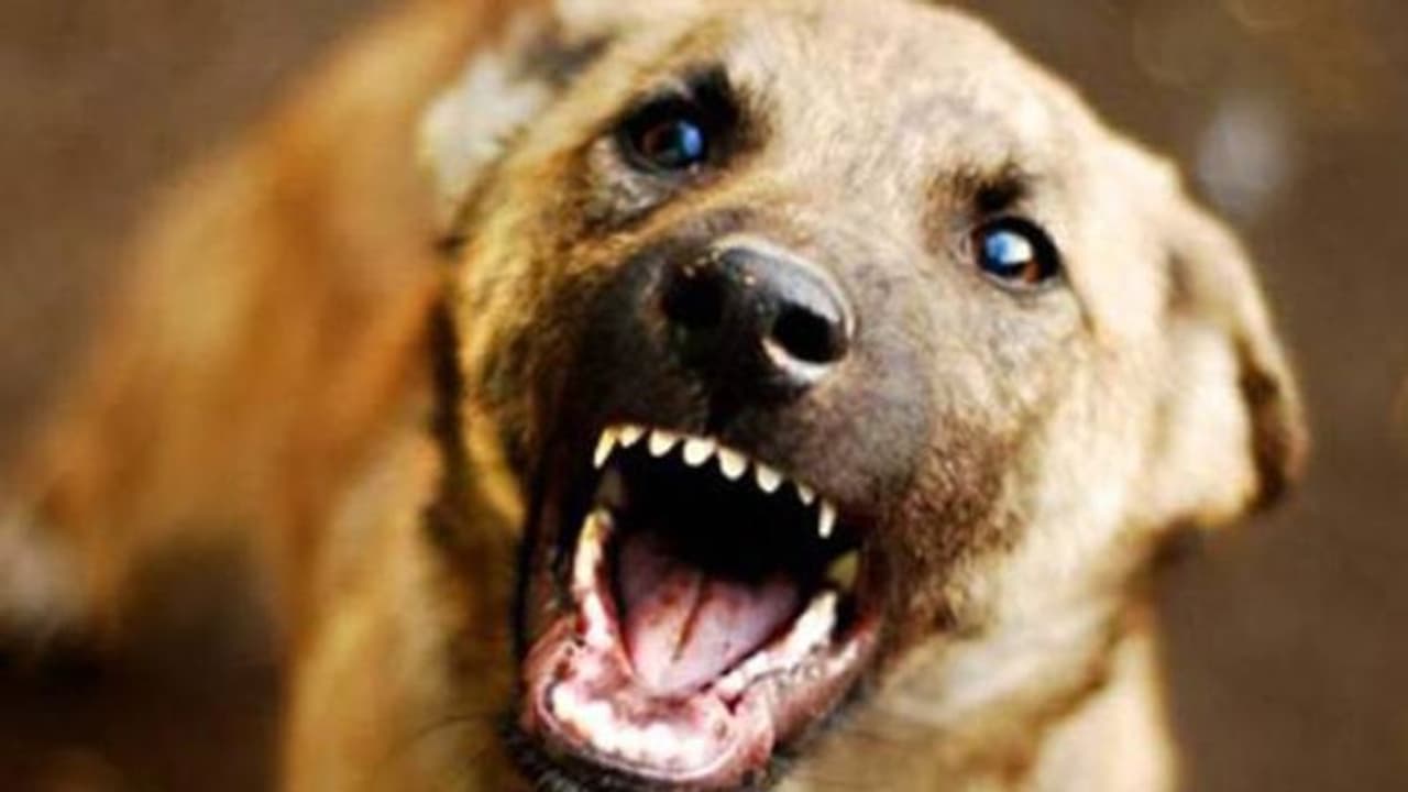 പത്തനാപുരത്ത് പേപ്പട്ടികളുടെ ആക്രമണം; കുട്ടികൾ ഉൾപ്പടെ പത്ത് പേർക്ക് പരിക്ക് പത്തനാപുരത്ത് പേപ്പട്ടികളുടെ ആക്രമണം; കുട്ടികൾ ഉൾപ്പടെ പത്ത് പേർക്ക് പരിക്ക്