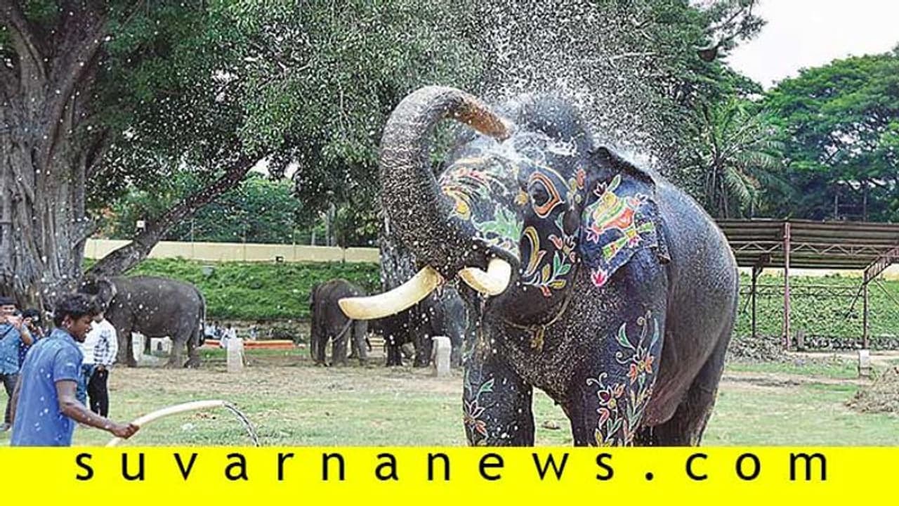 ತೂಕ ಹೆಚ್ಚಿಸಿಕೊಂಡ ದಸರಾ ಆನೆಗಳು!