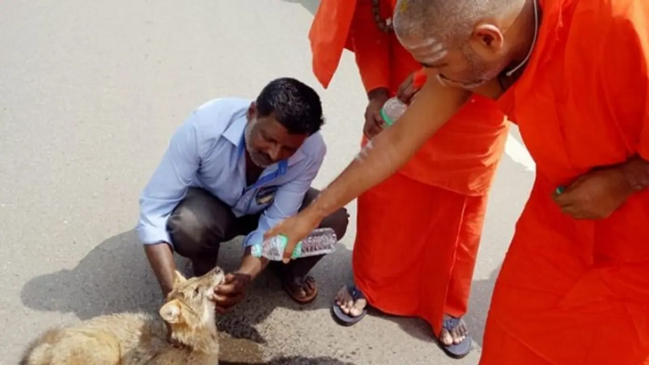 ಅಪಘಾತಕ್ಕೊಳಗಾದ ನರಿಗೆ ಶ್ರೀಗಳ ಉಪಚಾರ
