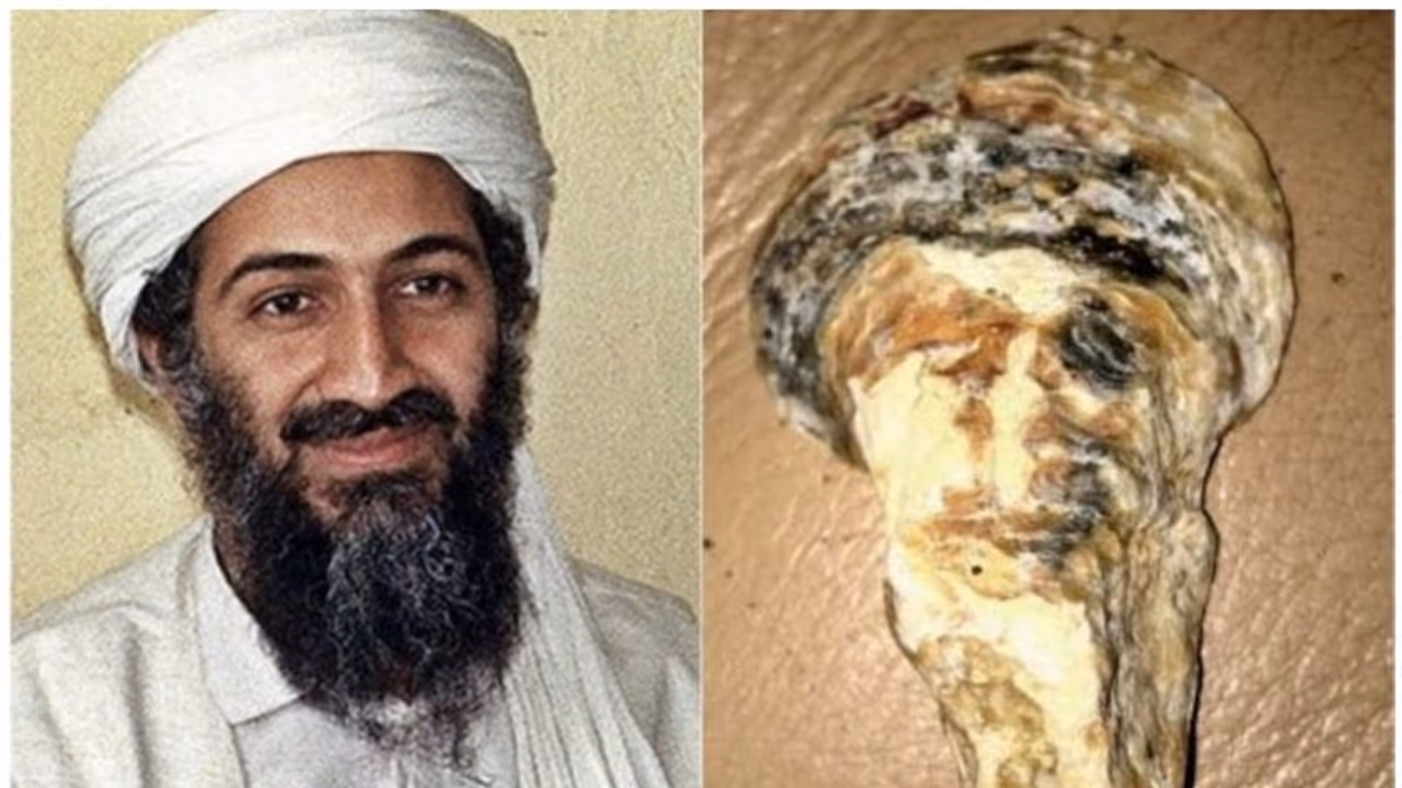 ഈ കക്ക ഒസാമാ ബിൻ ലാദന്റെ പുനർജന്മമെന്ന അവകാശവാദവുമായി ബ്രിട്ടീഷുകാരി ഈ കക്ക ഒസാമാ ബിൻ ലാദന്റെ പുനർജന്മമെന്ന അവകാശവാദവുമായി ബ്രിട്ടീഷുകാരി