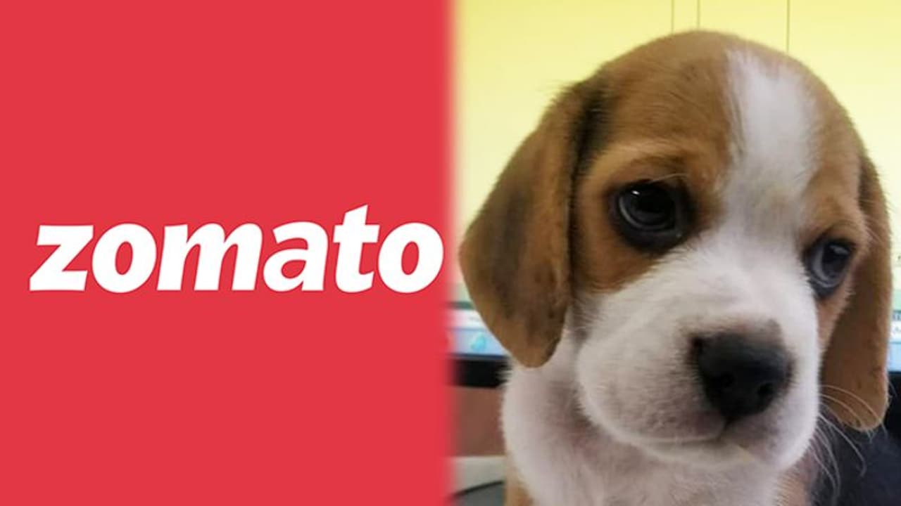 Pune: Zomato delivery man steals Beagle dog, food delivery company asks for details Pune: Zomato delivery man steals Beagle dog, food delivery company asks for details