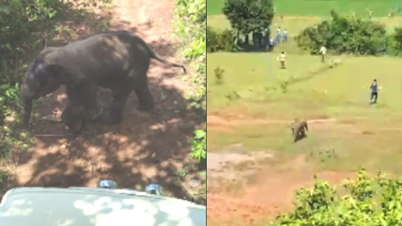 হাতির পাল তাড়াতে গিয়ে দলছাড়া শাবক, শাবকের তাড়ায় নাজেহাল বনকর্মীরা হাতির পাল তাড়াতে গিয়ে দলছাড়া শাবক, শাবকের তাড়ায় নাজেহাল বনকর্মীরা