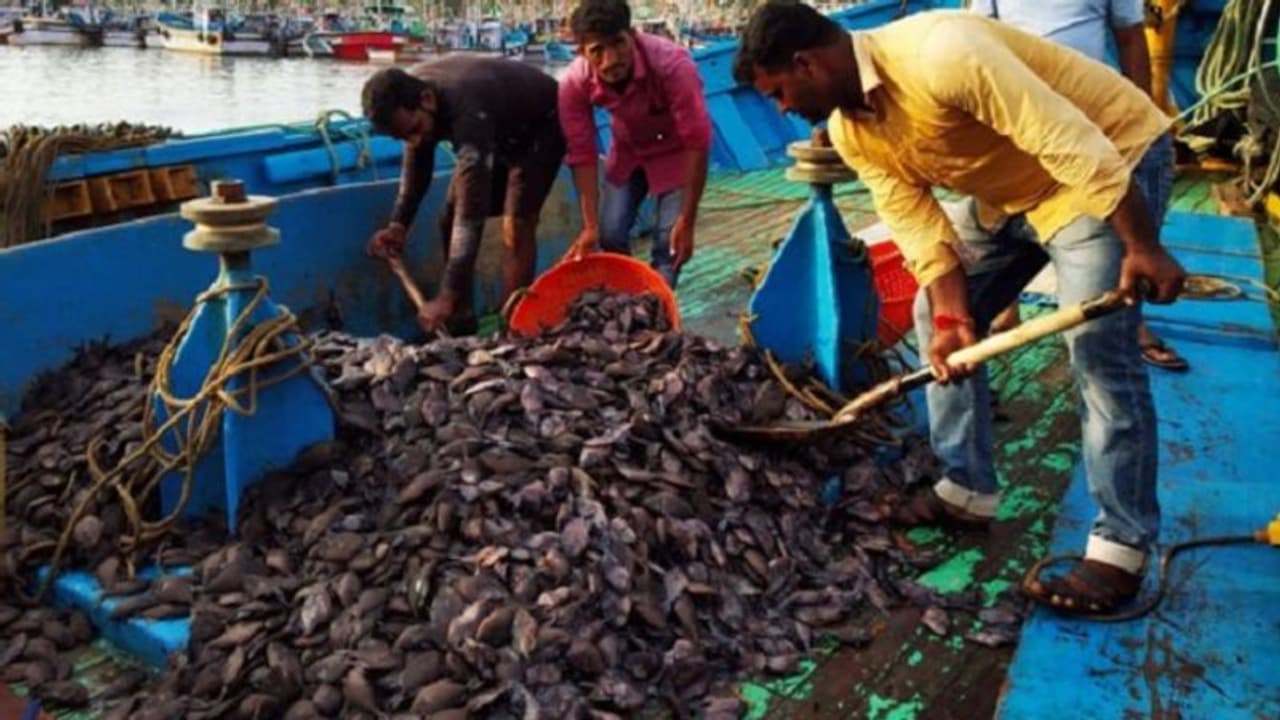 ಮಂಗಳೂರು: ಈ ಮೀನಿಗೂ, ಕಾರ್ಗಿಲ್ ಯುದ್ಧಕ್ಕೂ ಇದೆ ಸಂಬಂಧ! ಮಂಗಳೂರು: ಈ ಮೀನಿಗೂ, ಕಾರ್ಗಿಲ್ ಯುದ್ಧಕ್ಕೂ ಇದೆ ಸಂಬಂಧ!