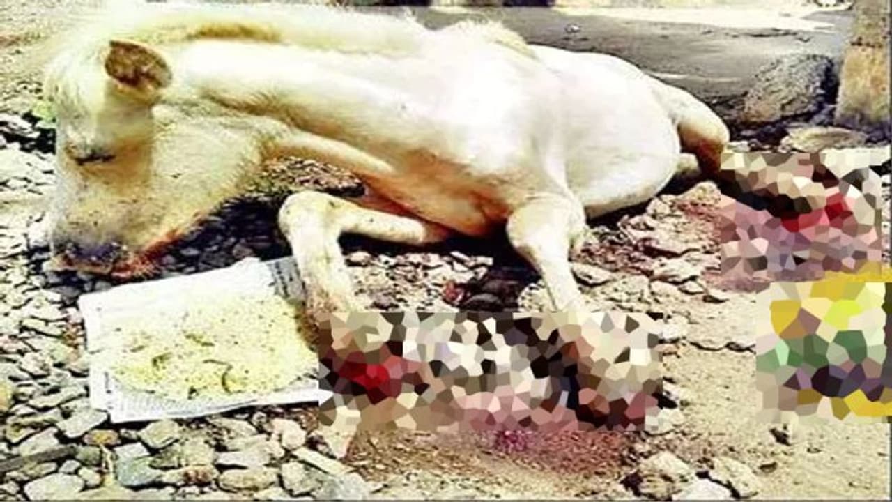 20 दिन तक दाना पानी छोड़कर तड़पती रही घोड़ी, काट लिए गए थे चारों पैर 20 दिन तक दाना पानी छोड़कर तड़पती रही घोड़ी, काट लिए गए थे चारों पैर