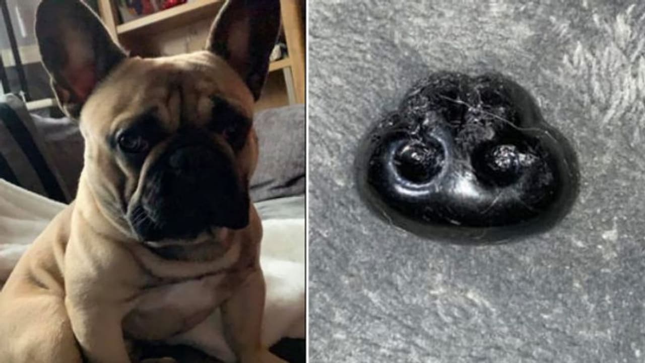 'പട്ടിക്കുട്ടിയുടെ മൂക്ക് മുറിഞ്ഞ് തറയിലേക്ക് വീണു'; വൈറലായി യുവതിയുടെ കുറിപ്പ്